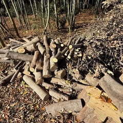 お譲　薪　丸太　枝　　条件付きの画像