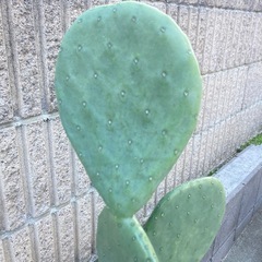 耐寒性団扇サボテンの画像