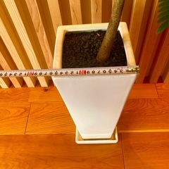 エバーフレッシュの画像