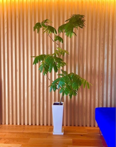 エバーフレッシュ