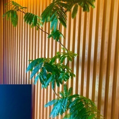 エバーフレッシュの画像