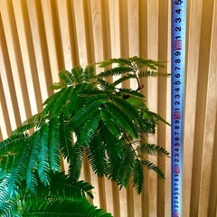 エバーフレッシュの画像