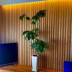 エバーフレッシュの画像