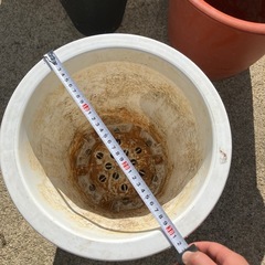 植木鉢ひとつ500円の画像