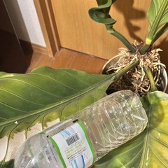 引き取り先決定 フーケリーの画像