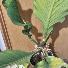 引き取り先決定 フーケリーの画像