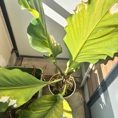 引き取り先決定 フーケリーの画像