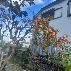 柿の落ち葉の画像