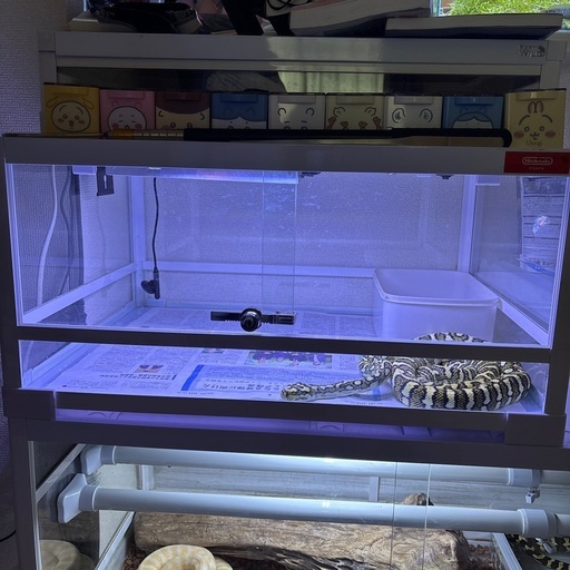 爬虫類ゲージ　