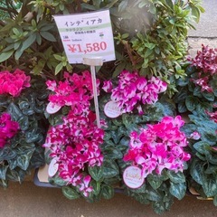 1122大きなシクラメンの画像