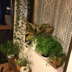 【杉並区】植木鉢、プランターの画像