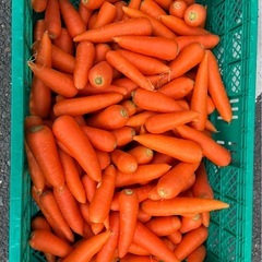 「新鮮にんじん、たっぷり1袋100円！」の画像