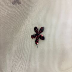 刺繍入り生地 布 薄手のホワイト ロール2本 新品 未使用おまとめ価格の画像
