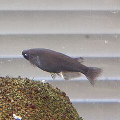 ★近松めだか（ブラックフライデー）の画像