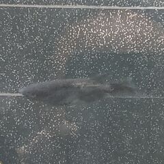 ★近松めだか（ブラックフライデー）の画像