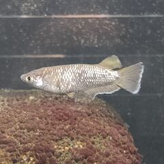 ★近松めだか（ブラックフライデー）の画像