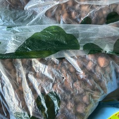 ハイドロカルチャー用　ハイドロコーン　（観葉植物の土）の画像