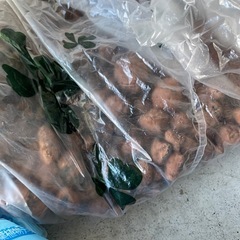 ハイドロカルチャー用　ハイドロコーン　（観葉植物の土）の画像