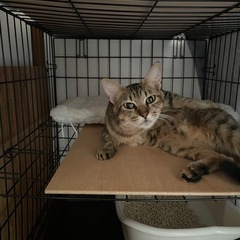 キジトラの女の子