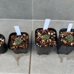 ★☆ハオルチア オブツーサ トゥルンカータ①☆★の画像