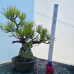 黒松　　　　の画像