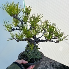 黒松　　　　の画像