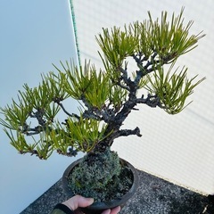 黒松　　　　の画像