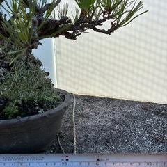 黒松　　　　の画像