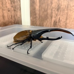 ヘラクレスリッキー（163mmとペアリングも可）の画像