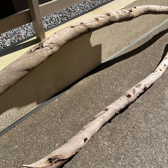 木（ オブジェ アンティーク）の画像