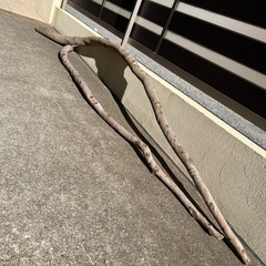 木（ オブジェ アンティーク）の画像