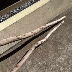 木（ オブジェ アンティーク）の画像