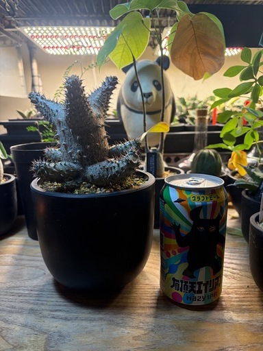 マカイエンセ　実生