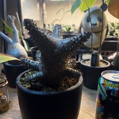 マカイエンセ　実生
の画像