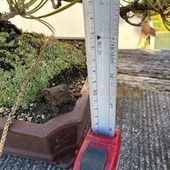 黒松盆栽の画像