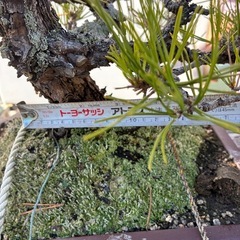 黒松盆栽の画像