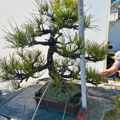 黒松盆栽の画像