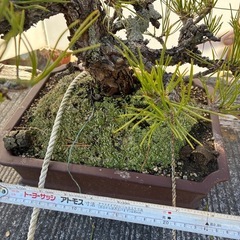 黒松盆栽の画像