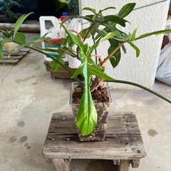 [観葉植物]フィロデンドロンフロリダ斑無しの画像