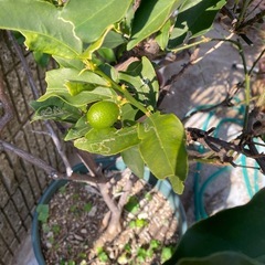 柑橘系　植木の画像