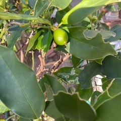 柑橘系　植木の画像