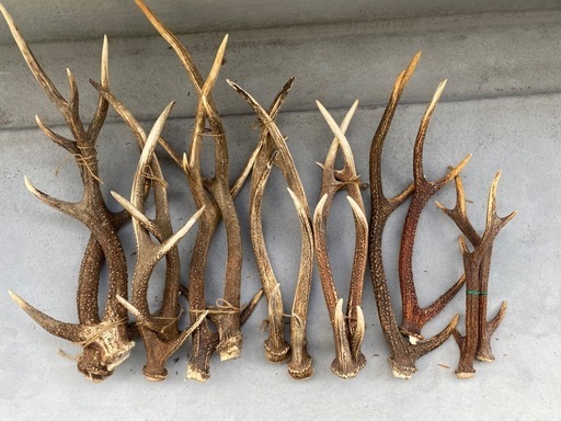 鹿の角