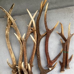 鹿の角の画像