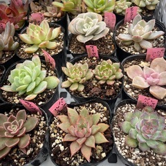 🌵多肉植物か　　1ポット100円の画像