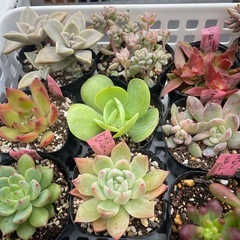 🌵多肉植物か　　1ポット100円の画像