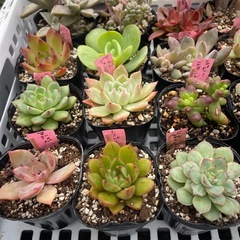 🌵多肉植物か　　1ポット100円の画像