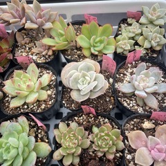🌵多肉植物か　　1ポット100円の画像
