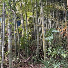 竹、要りませんか？の画像