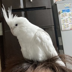 【決定しました】オカメインコさん