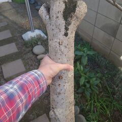 【無料でどうぞ】ハナミズキの丸太＆太枝　薪・工作・アート素材に！の画像